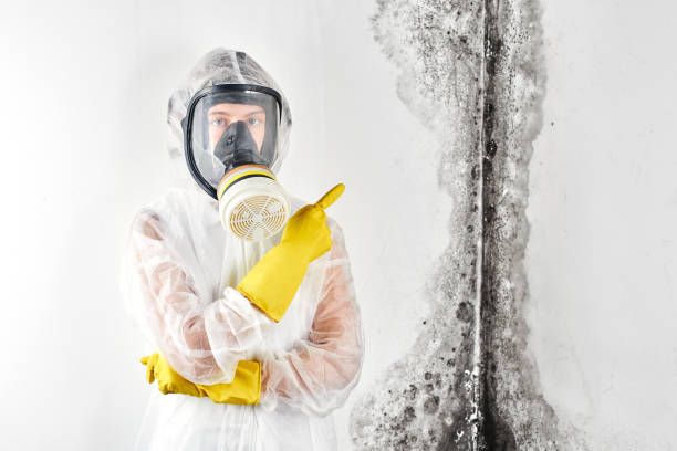 Why You Should Choose Our Mold Remediation Services in Issaquah, WA