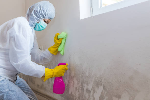  Issaquah, WA Mold Removal Pros